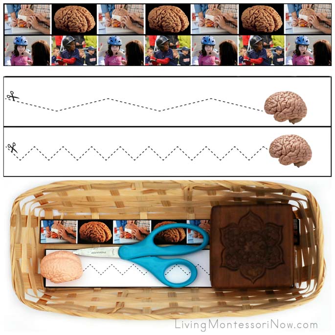 Brain Cutting Strips with Basket and Brain from the Safari Ltd. Human Organs TOOB