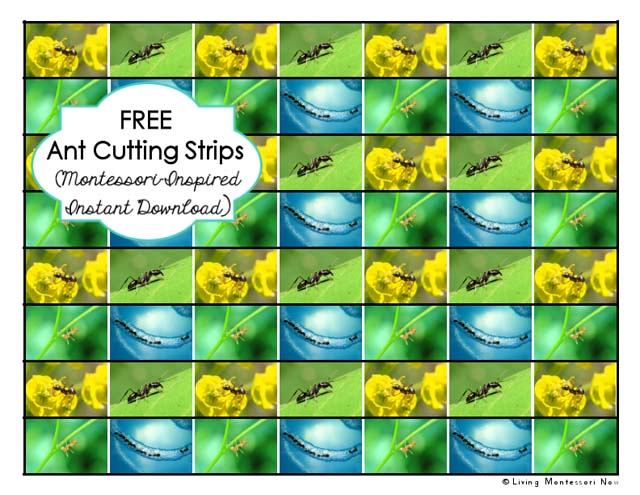 Free Ant Cutting Strips