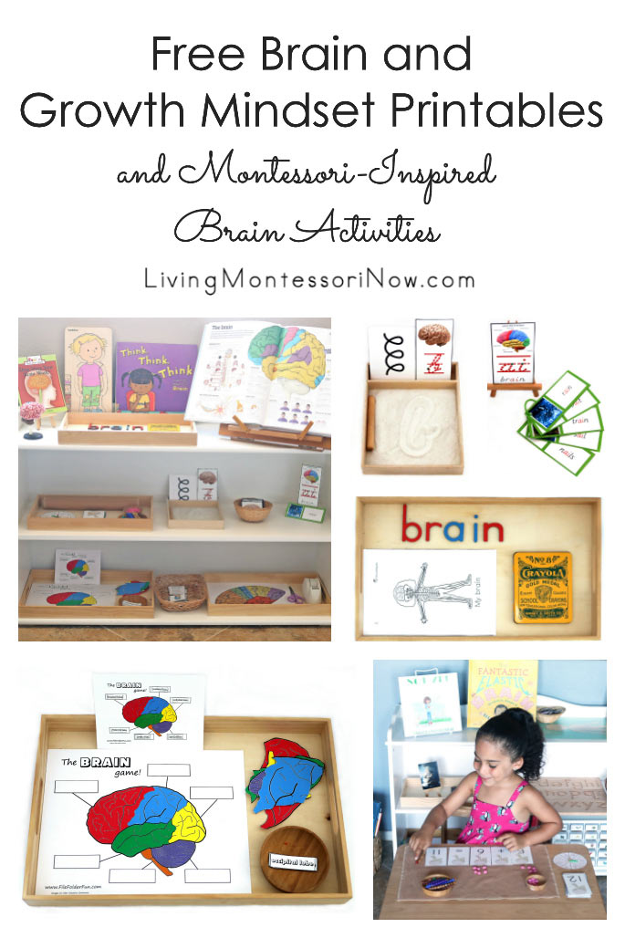 Free Brain and Growth Mindset Printables and Montessori-Inspired Brain Activities