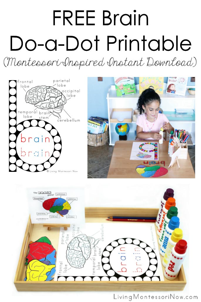FREE Brain Do-a-Dot Printable (Montessori-Inspired Instant Download)