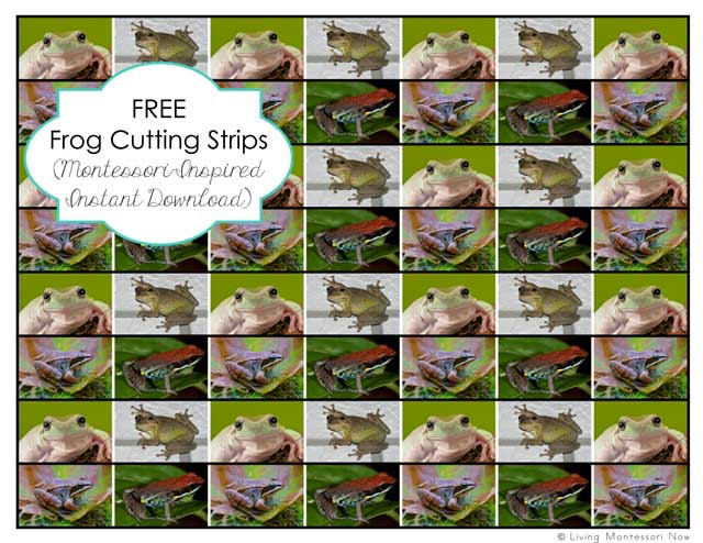 Free Frog Cutting Strips (Montessori-Inspired Instant Download)
