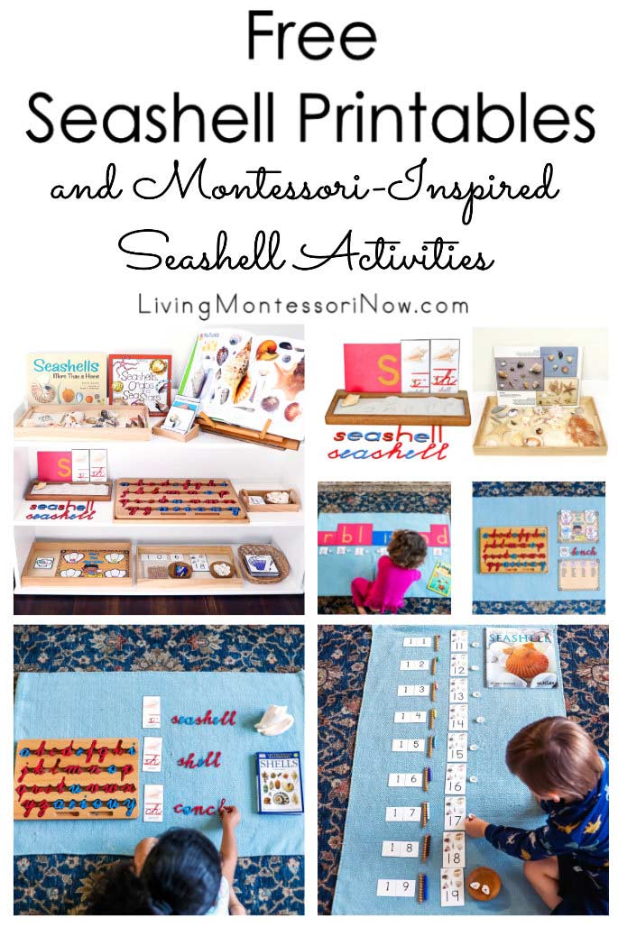 Free Seashell Printables and Montessori-Inspired Seashell Activities