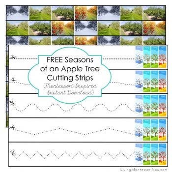 FREE Seasons of an Apple Tree Cutting Strips