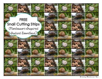 Free Snail Cutting Strips
