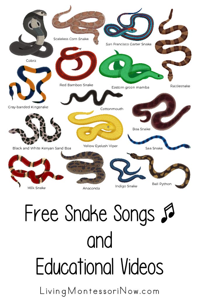 Free Snake Songs and Educational Videos