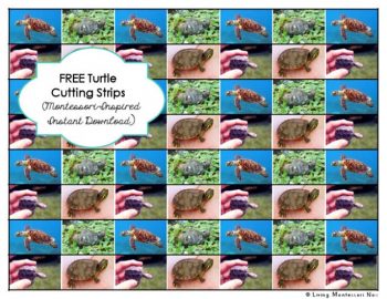 Free Turtle Cutting Strips (Montessori-Inspired Instant Download)