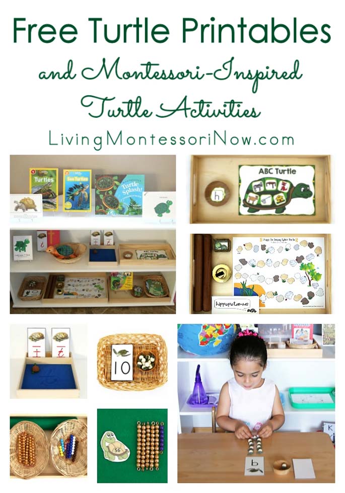 Free Turtle Printables and Montessori-Inspired Turtle Activities