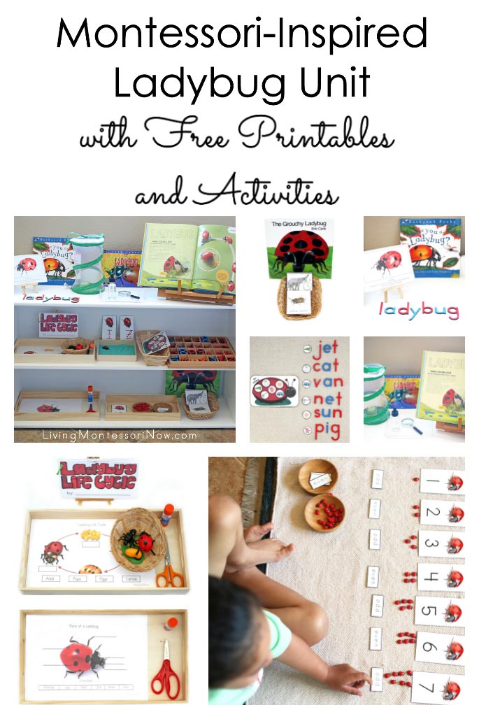 Montessori-Inspired Ladybug Unit with Free Printables and Activities