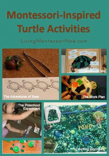 Montessori-Inspired Turtle Activities