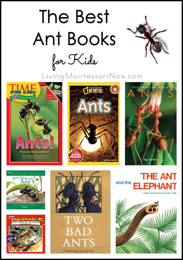 The Best Ant Books for Kids