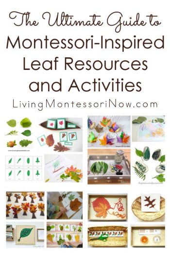The Ultimate Guide to Montessori-Inspired Leaf Activities and Resources