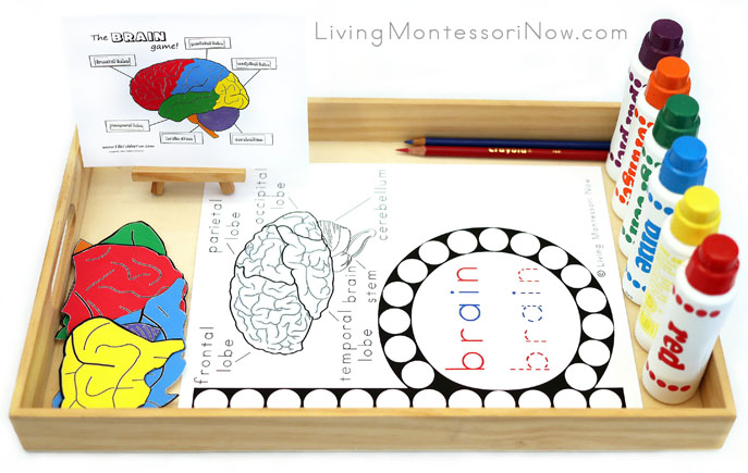 Tray with Brain Do-a-Dot Work and Parts of the Brain Work Plus Phonics Activities